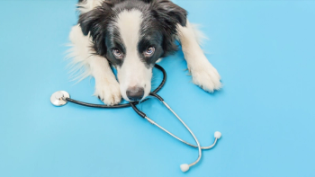 pet therapy dog stethescope ©  Юлия Завалишина - stock.adobe.com
