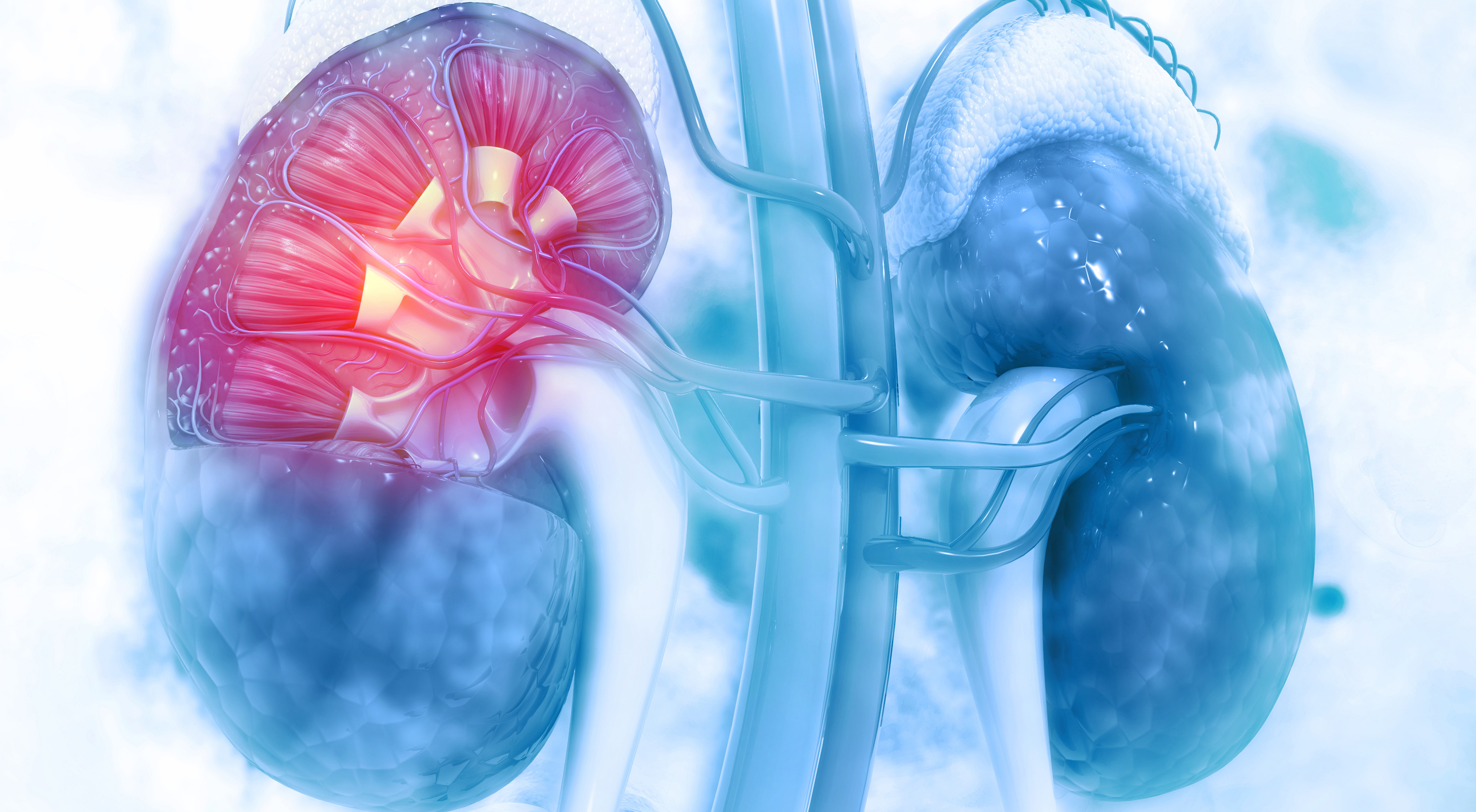 Blue image of kidneys with renal tubules highlighted in red
