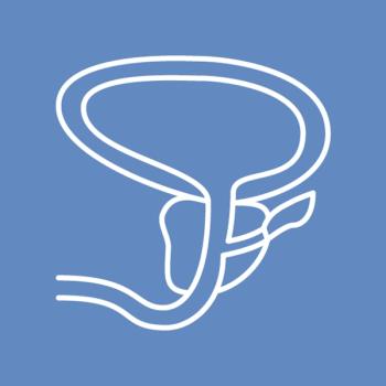 Line illustration of the male genitourinary tract
