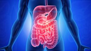 Graphic of a person with the GI tract highlighted