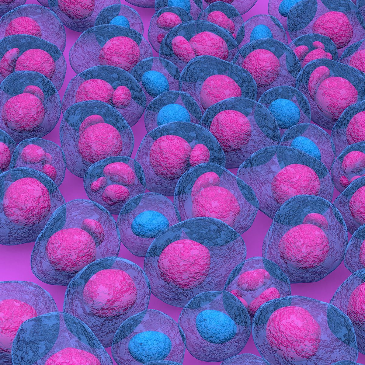 Image of blood cancer cells