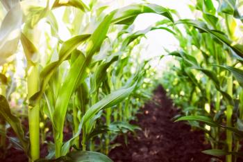 New Strategies Aim to Expand Preventative CRC Screenings in Rural America