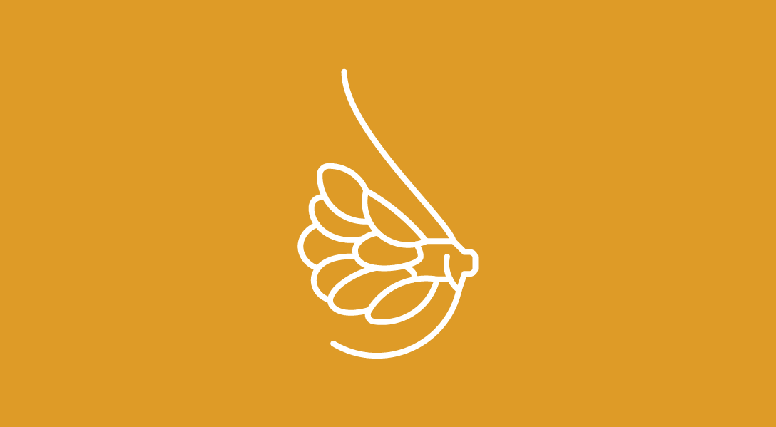 Line illustration of breast tissue