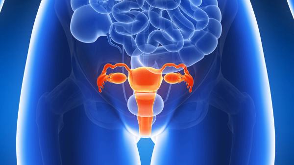 Graphic of the female reproductive system