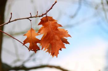 Leaf on Tree