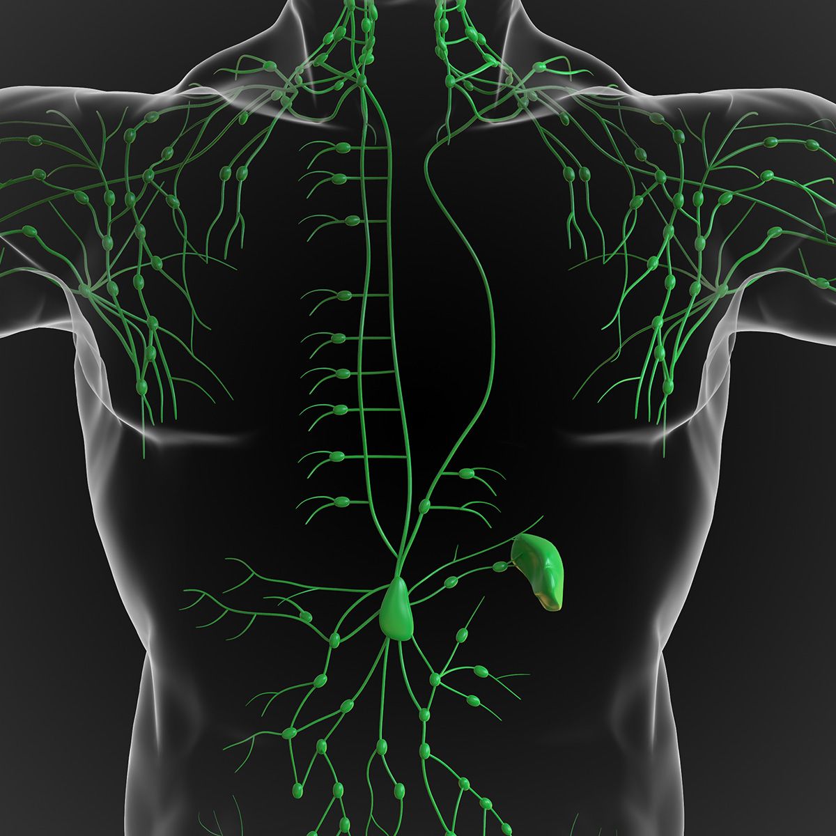 Anatomical image of a person's lymphatic system