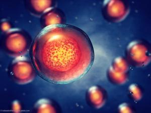 Cell therapy shows promise in glaucoma