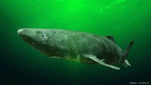 Long-lived Greenland sharks may point to new approaches for retinal disease