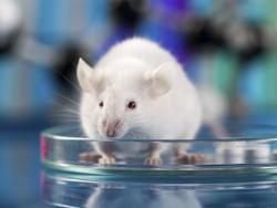 Investigators use gene therapy treatment of Fuchs in animal models