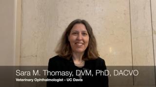 Glaucoma from the perspective of a veterinary ophthalmologist with Sara M. Thomasy, DVM, PhD, DACVO