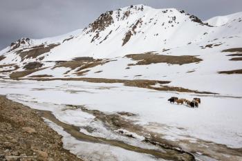 A small herd of yaks on the highland plateau of Khunjerab national park in Pakistan, part of the Tibetan Plateau region. Image credit: ©Katya Tsvetkova – stock.adobe.com