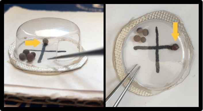 Figure 4B. Place five poppy seeds inside the chamber. Using your non-dominant hand and forceps, place the seeds on the edges of the cross (yellow arrows). Repeat as required.