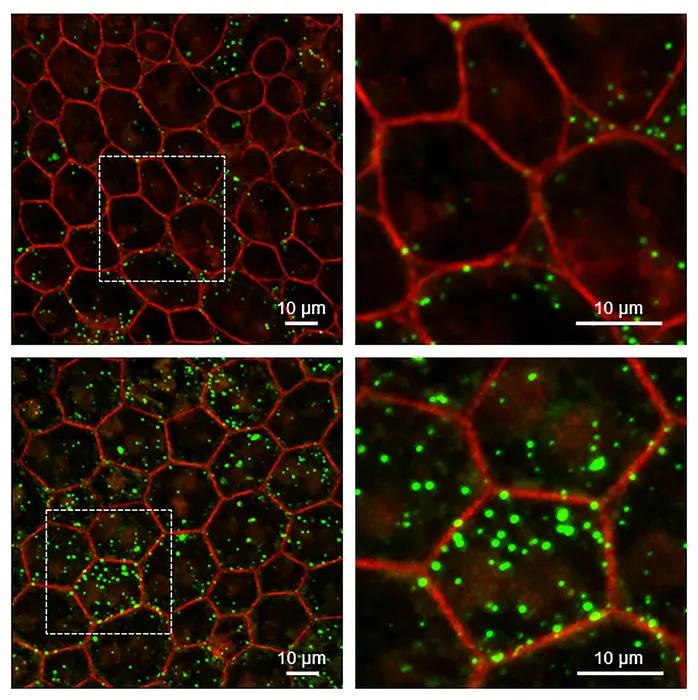 Loss of PEDF may prompt ageing in the eye, finds NEI study