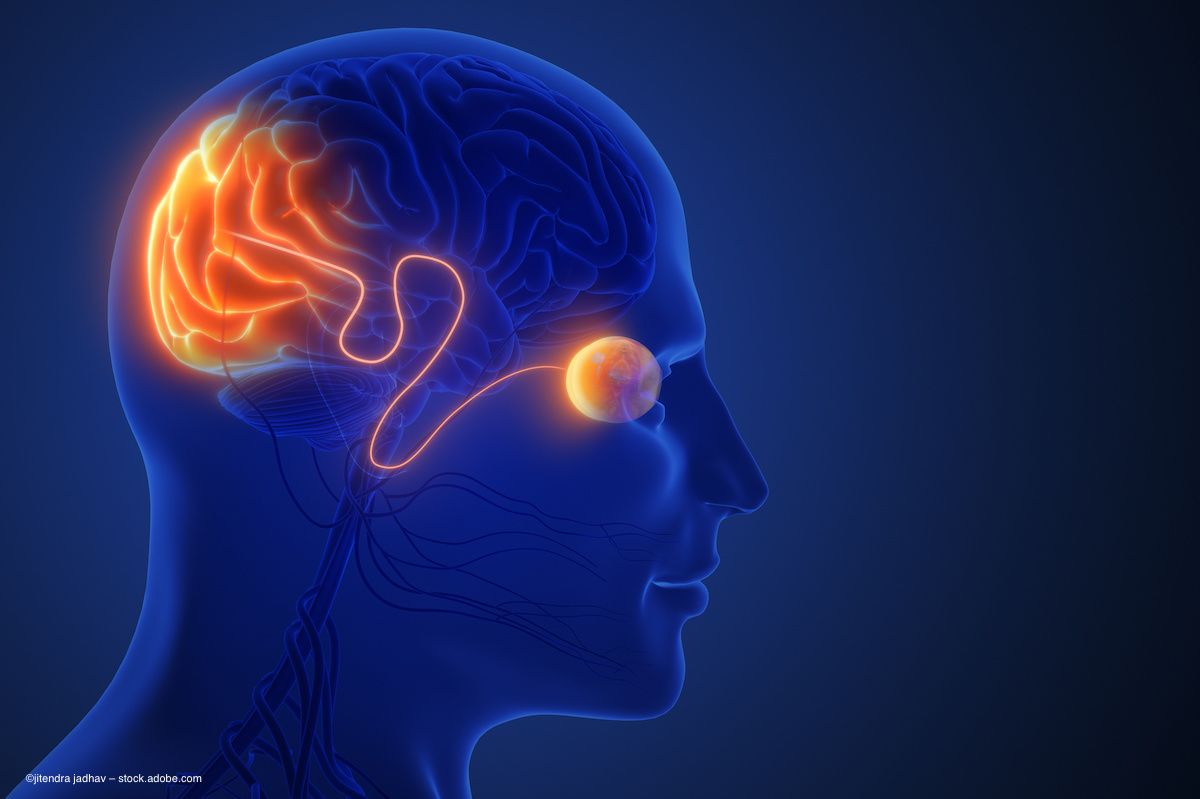 An image which shows a translucent head, with the eye, brain and optic nerve highlighted. Concept for brain-eye neurology neuroinflammation connection. Image credit: ©jitendra jadhav – stock.adobe.com