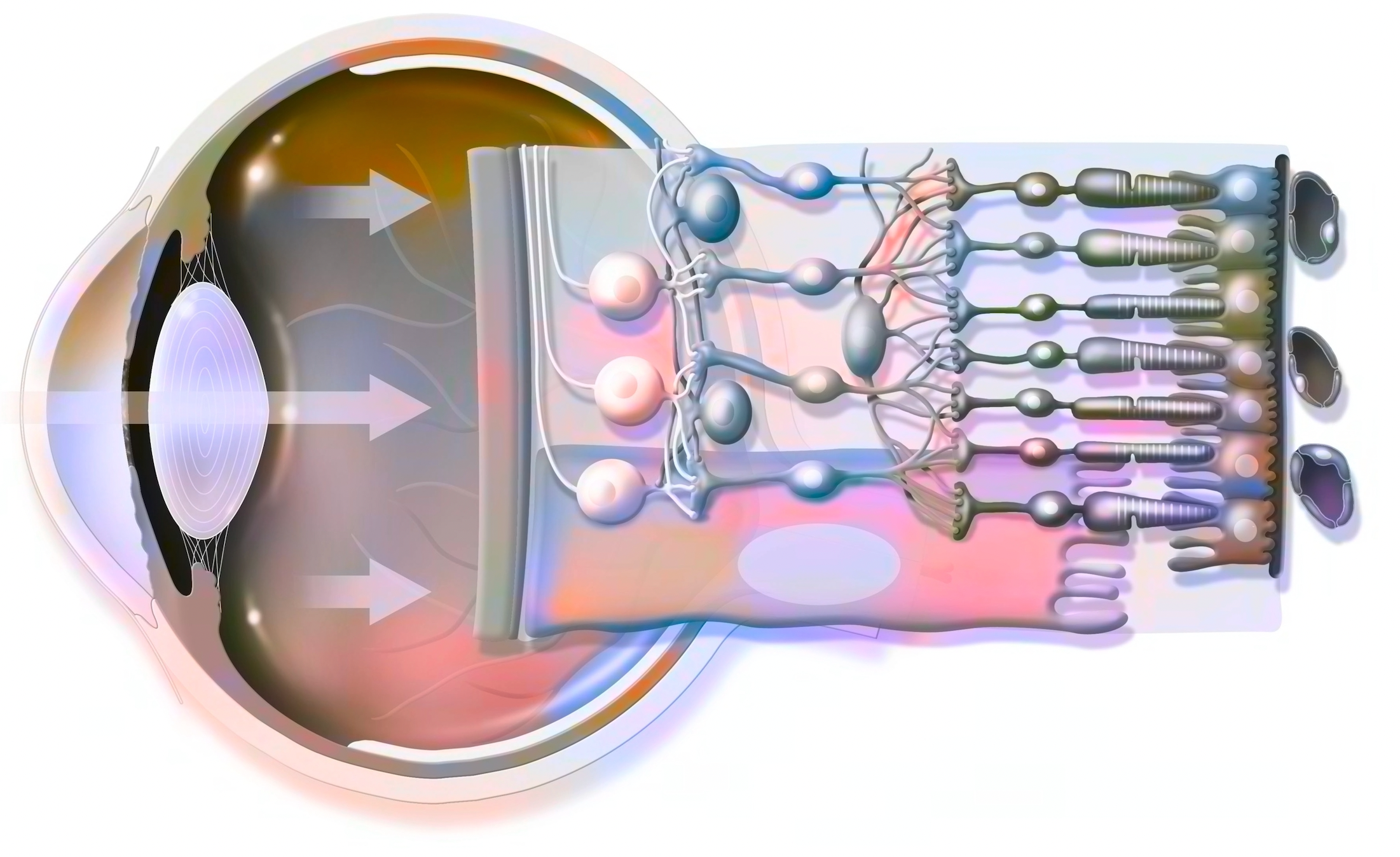 ©RFBSIP / stock.adobe.com