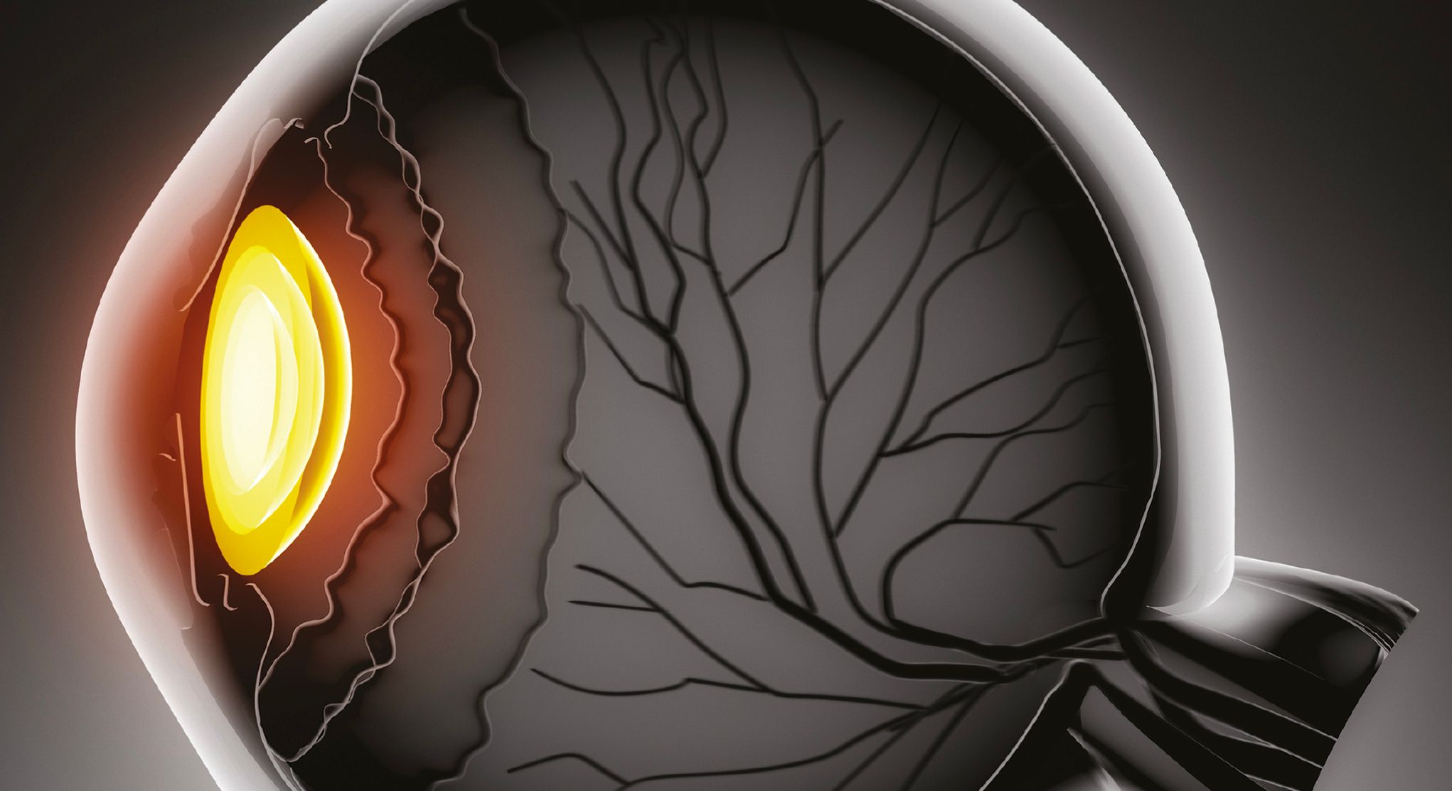 illustration of inner eye