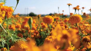 field of marigolds