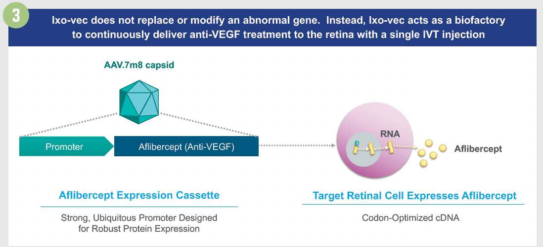 Gene therapy for managing neovascular macular degeneration