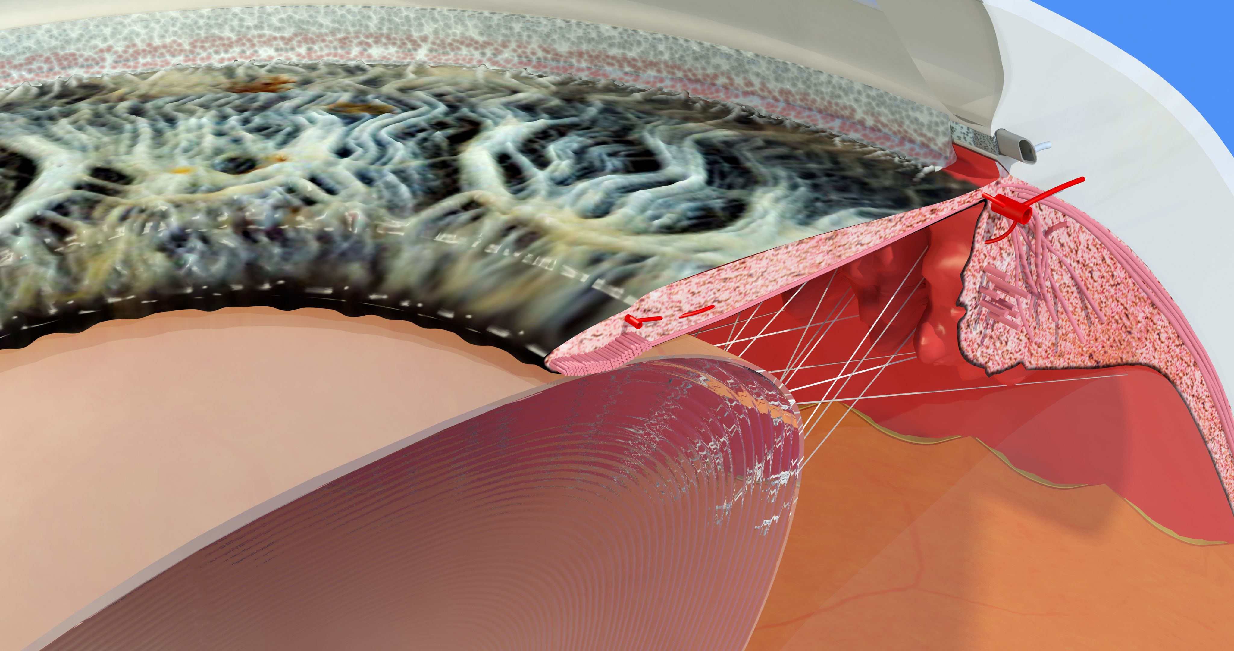 The author provides an overview of how having a better understanding of the anatomy and physiology of Schlemm canal, in addition to considering the clinical details revealed by slit lamp examination and gonioscopy, can help to improve the results of trabecular stent surgery. (Image courtesy of ©Belus / stock.adobe.com)