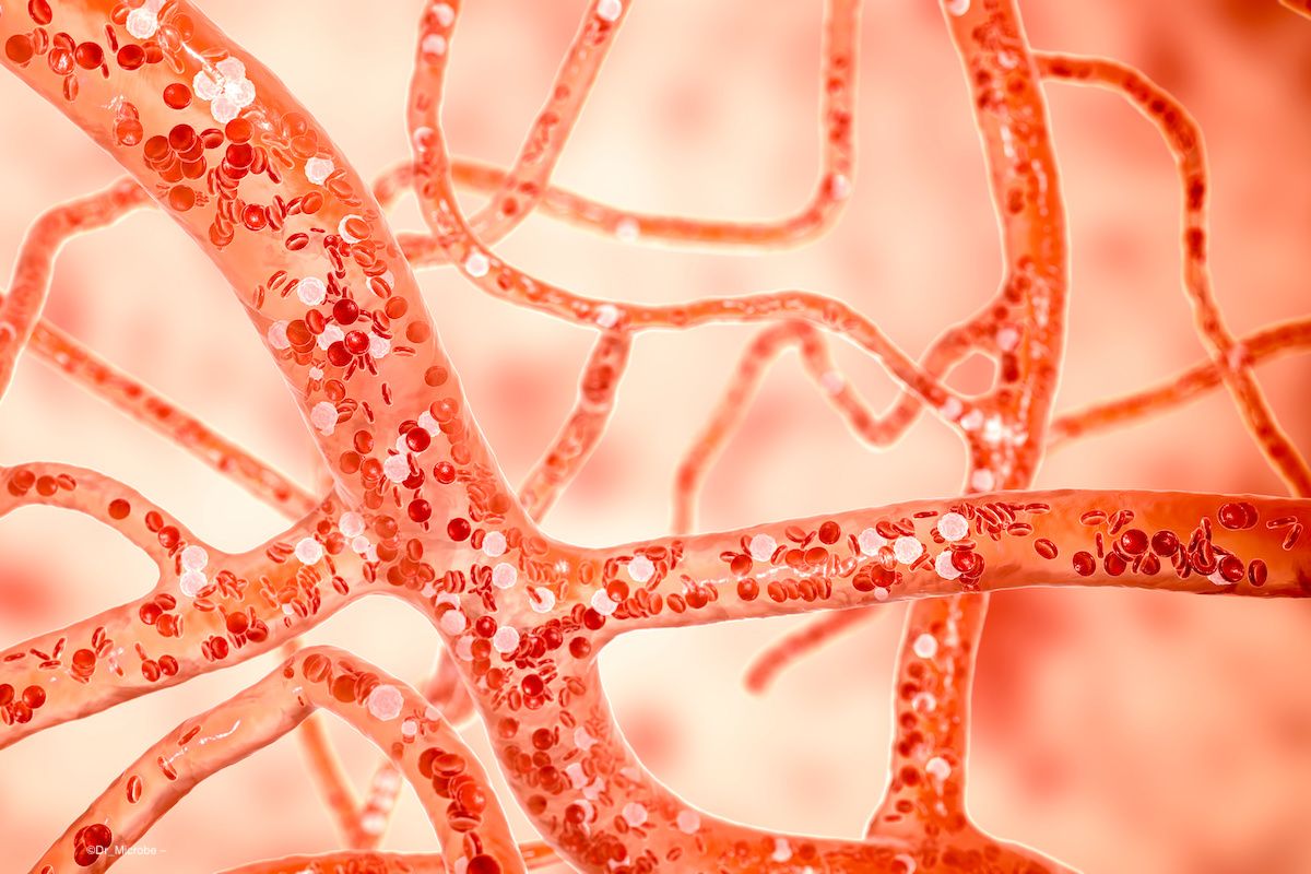 Blood cells traveling through a blood vessel. Image credit: ©Dr_Microbe – stock.adobe.com