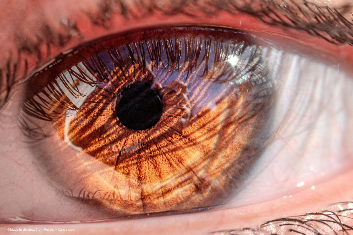 A close up of an eye with a brown iris, concept image for diabetic retinopathy and glaucoma research. Image credit: ©Made in Uruguay from Pexels – Canva.com