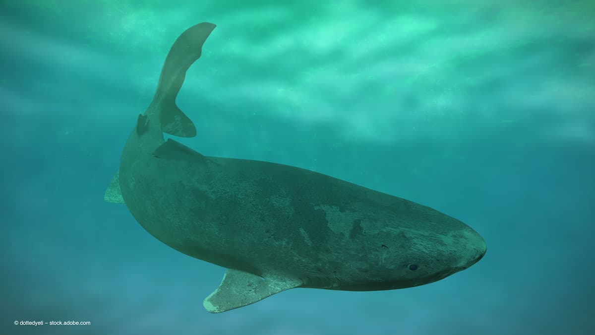 <![CDATA[Long-lived Greenland sharks may point to new approaches for retinal disease]]>