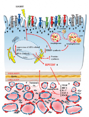 Shedding light on the importance of autophagy in AMD