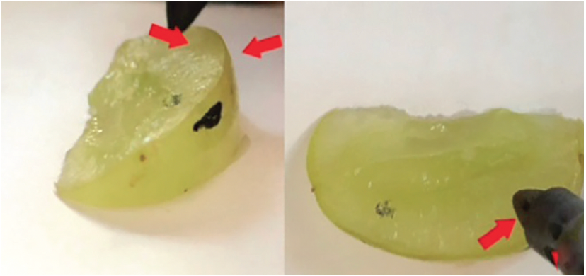 Figure 2A. Incision marking on the skin of the grape to left and marking in the stroma of the grape to the right.  Left: profile view showing the skin of the grape; right: surgeon's coaxialview from the smartphone, focusing on the stroma of the grape.