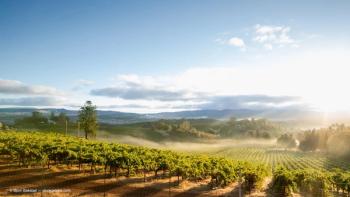 Sunrise Mist over California Vineyard Landscape (Adobe Stock / Bjorn Bakstad)
