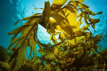 Seaweed floating in water Image credit: ©divedog -adobe.stock.com