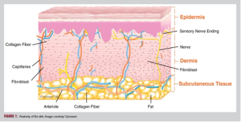 Anatomy of the skin 