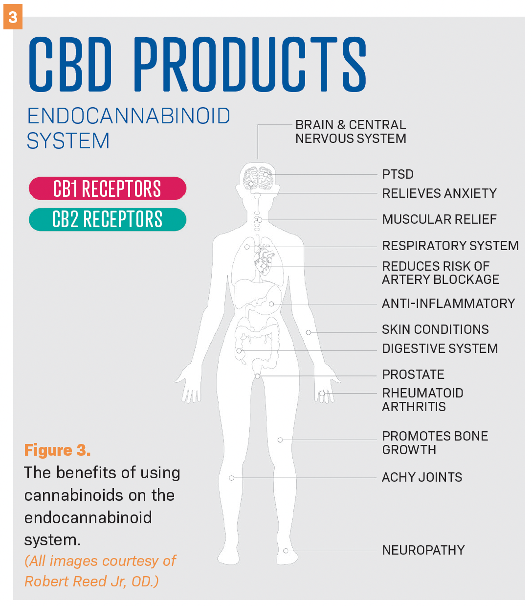 Figure 3. The benefits of using cannabinoids on the endocannabinoid system. (All images courtesy of Robert Reed Jr, OD.)