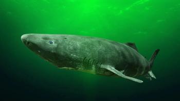 Greenland shark Image credit: AdobeStock/dottedyeti