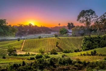 Napa Valley vineyard Image credit: AdobeStock/chaolik