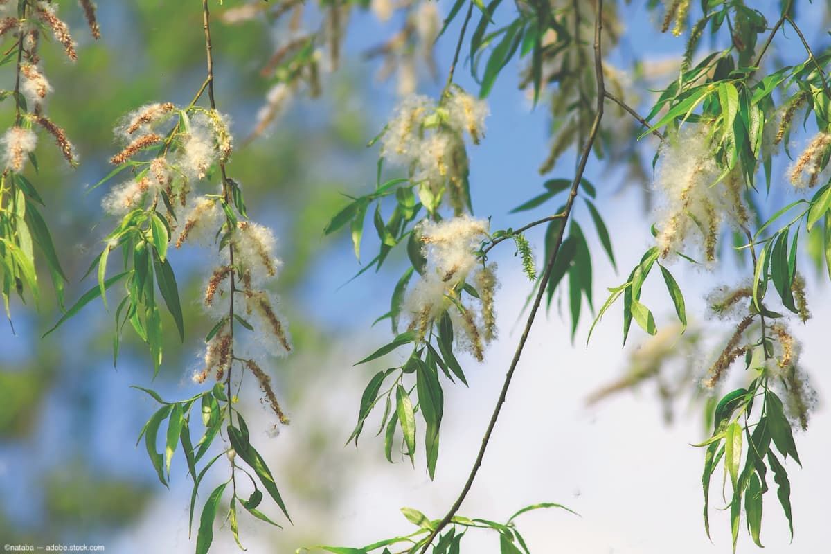 Willow tree branches with pollen Image credit: AdobeStock/nataba
