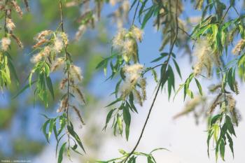 Willow tree branches with pollen Image credit: AdobeStock/nataba
