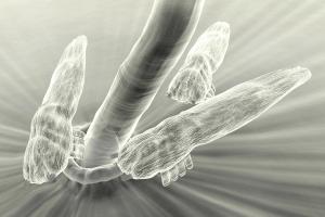 Demodex: Recognize it and treat it