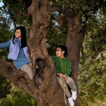 Children with glasses sitting in tree Image credit: HOYA Vision Care