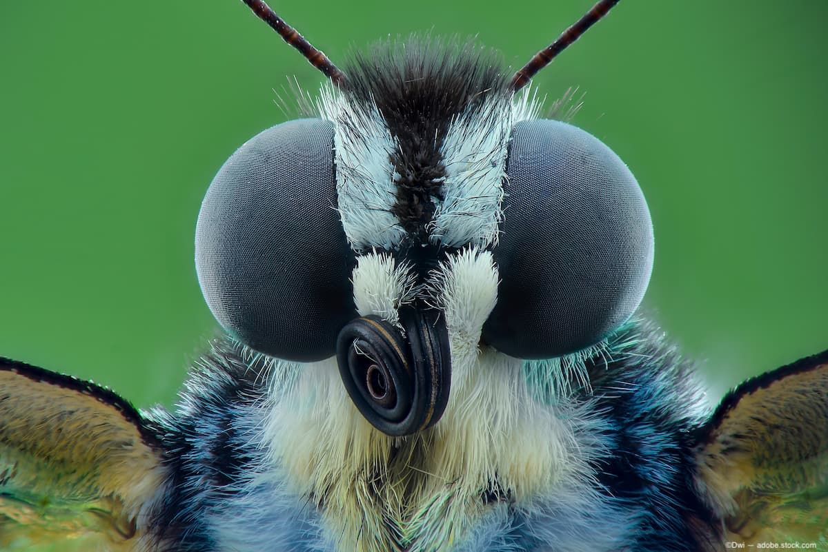 Closeup of butterfly head Image credit ©Dwi - adobe.stock.com