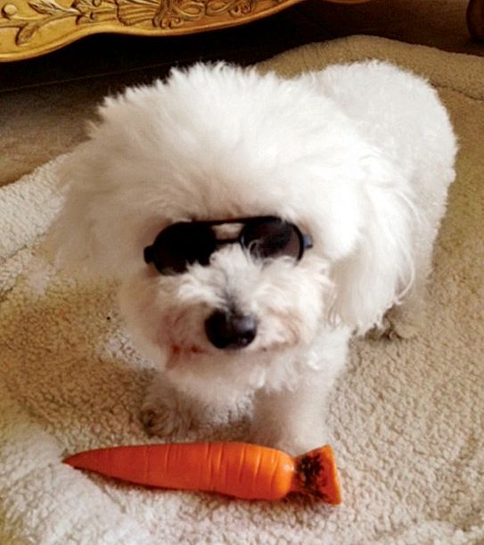 do sunglasses help dogs with cataracts