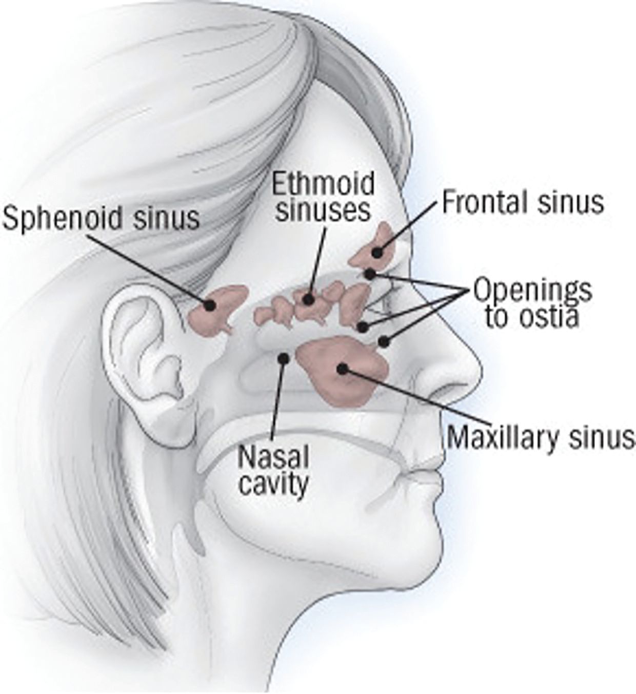 semaglutide and sinus problems Sinus congestion can lead to vision changes, dry eye syndrome | Optometry Times