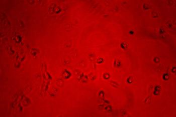 ©grafikfoto/Shutterstock.com