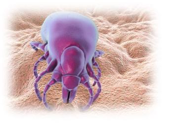 Lyme Disease, Lyme test, Borrelia burgdorferi