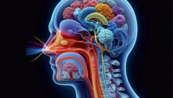 Does Intranasal Insulin Reach Critical Brain Areas Linked to Memory and Cognition? 