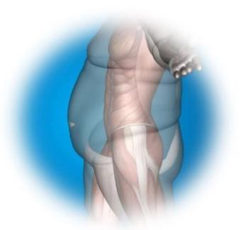 Enobosarm Preserves Muscle Mass During Weight Loss with Semaglutide, Advances to Phase 3 Program, Veru Reports / image credit ©Design36/Shutterstock.com