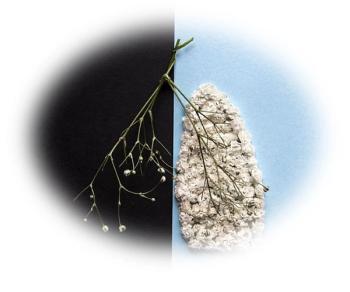 COPD and Primary Care: A Few Important Questions