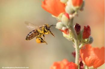 sumikophoto/shutterstock.com