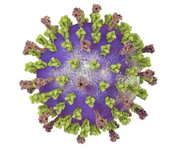 Initial RSV Vaccine Uptake Low Among Older Adults, Disparities Persist, Study Reveals/ image credit ©Kateryna Kon/Stock.adobe.com