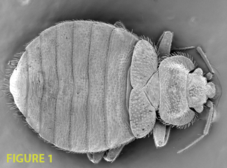 Bed Bug Bites Everything You Need To Know But Were Afraid To Ask