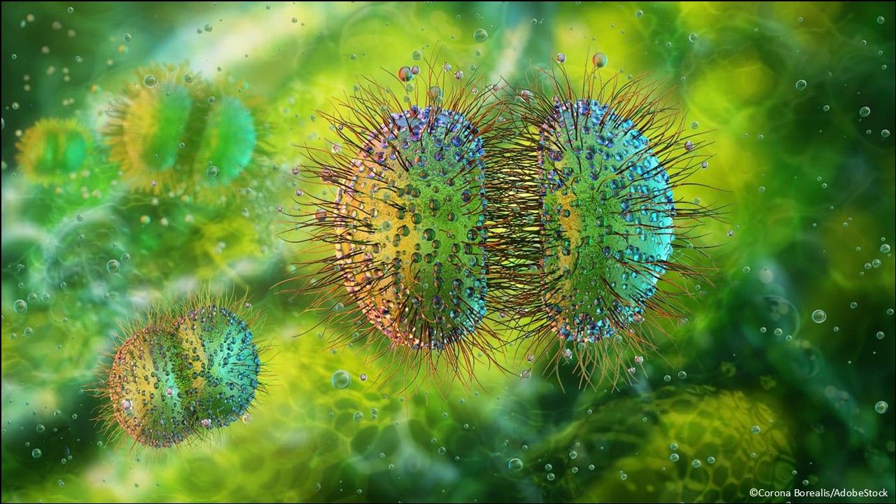 Meningococcal disease prophylaxis: Penmenvy (meningococcal groups A, B, C, W, and Y vaccine)